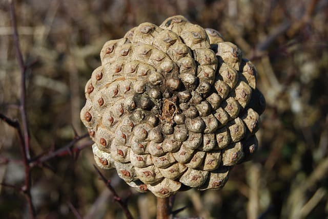 pinecone