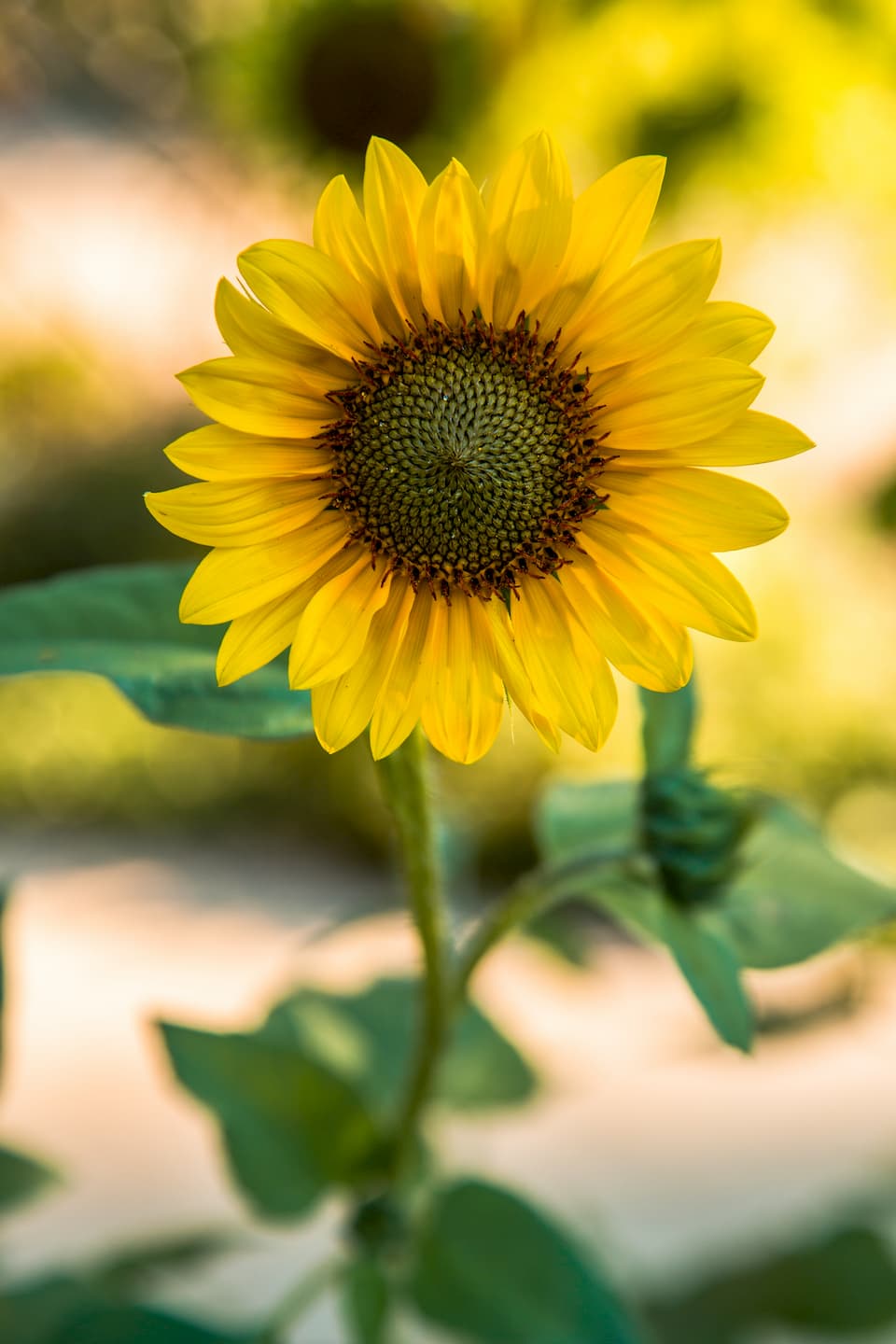 sunflower